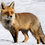 Volpe (vulpes vulpes) - Foto P. Bolla